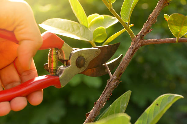 How Our Tree Care Process Works  in  Riverside, NY